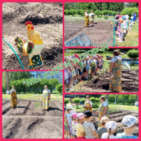 Экскурсия в огород Экскурсия в огород.